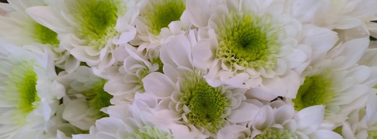 White flowers —  mums
