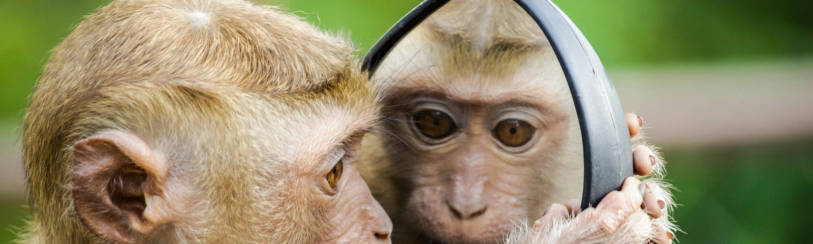 close-up photo of a primate with a mirror