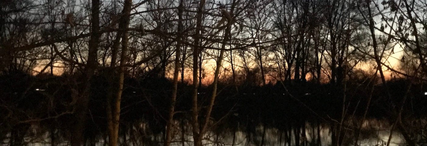 Next to the river at dusk, looking through the birch trees at the water and the remains of sunset on the far side