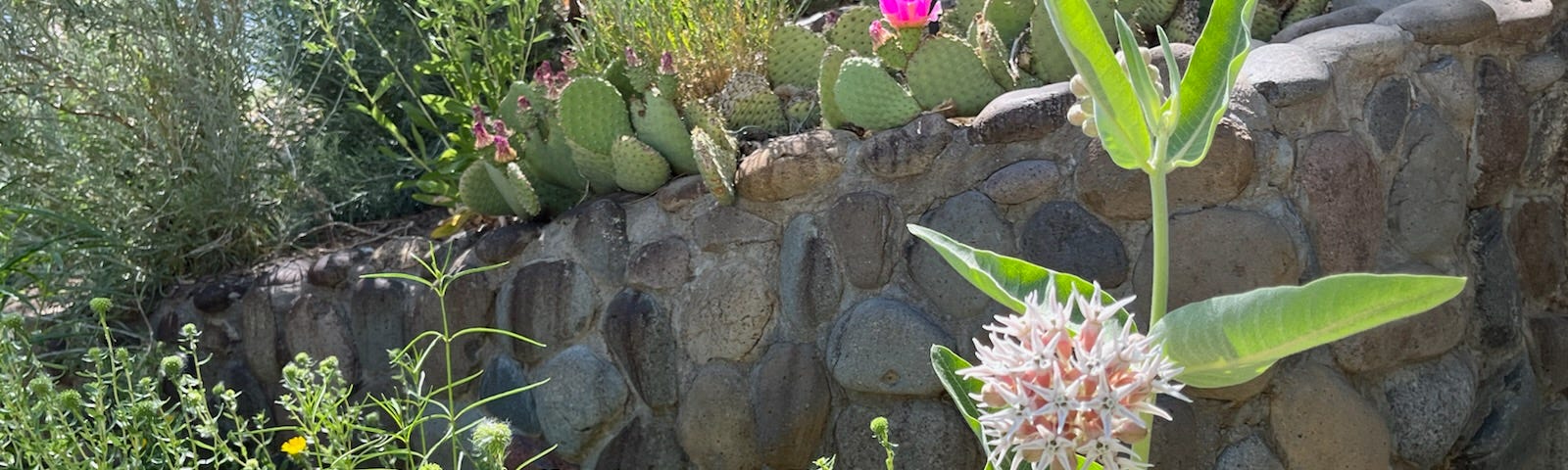 A variety of blooming wildflowers against a rock retaining wall.
