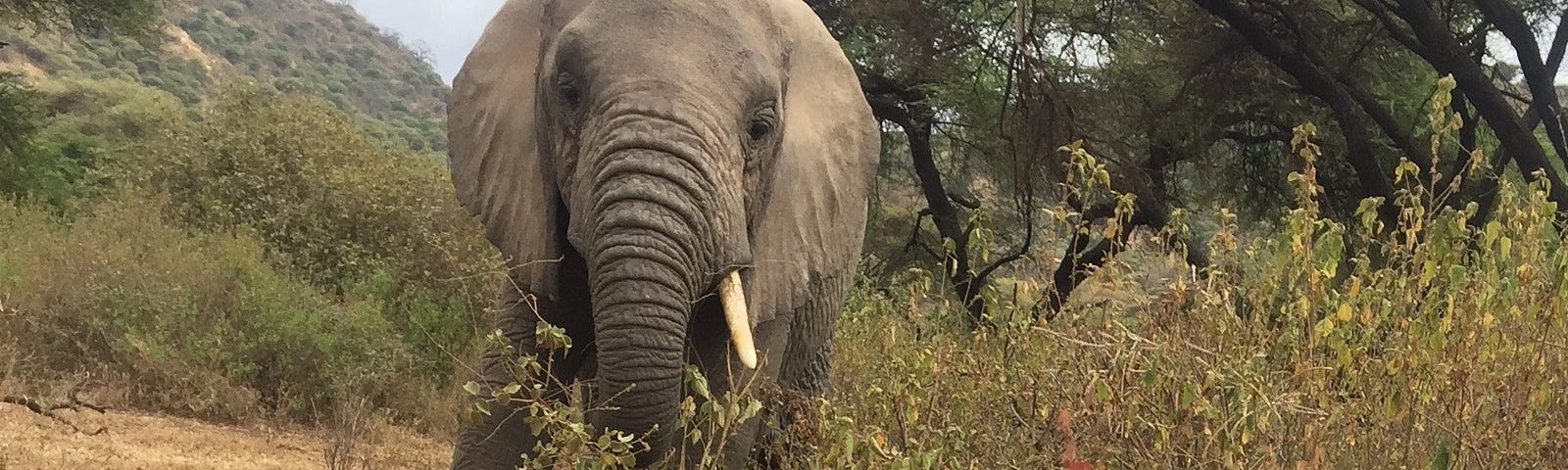 A large elephant with tusks stands among the African grassland. It is looking directly at the camera and its ears are pulled back