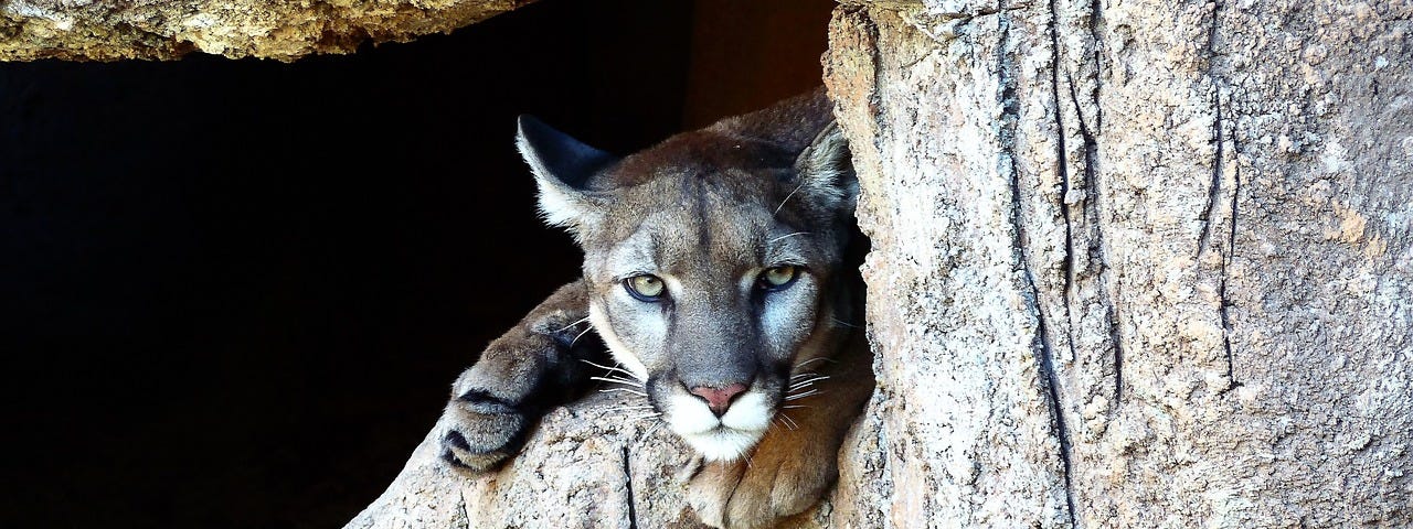 The face of a puma pokes out of a woody cave.