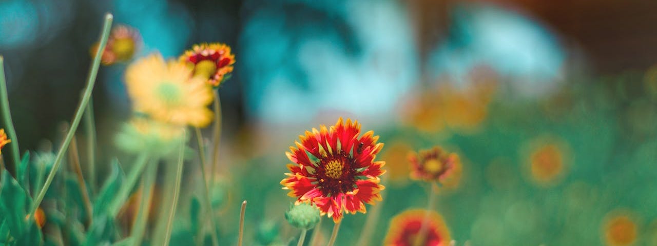 orange and yellow flowers in a green field