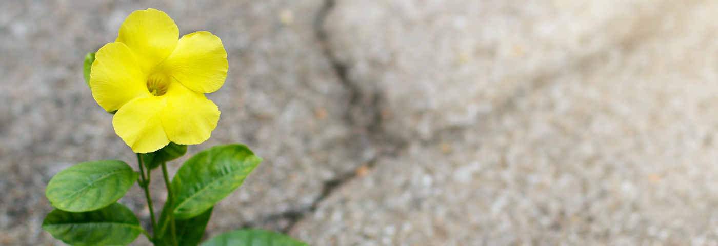 A flower growing through a crack in concrete.