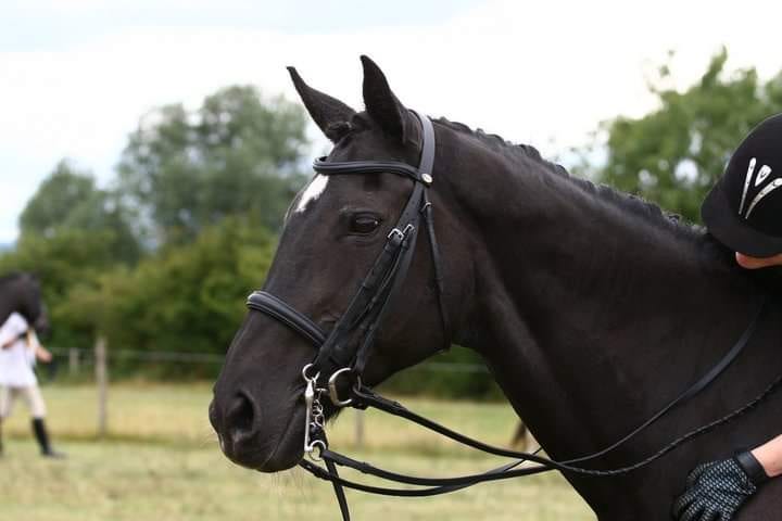 A picture of a black horse head, with a rider leaning forward up its neck