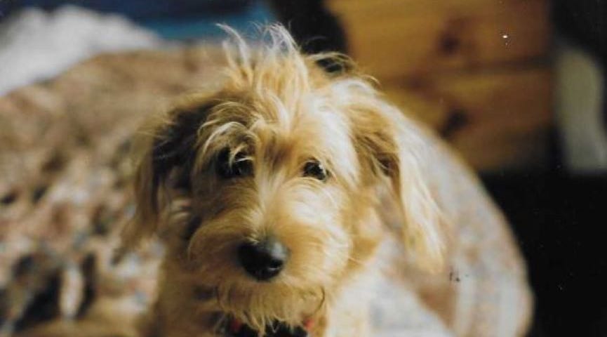 A very sweet faced small dog with scruffy red-orange fur and medium floppy ears sits backlit by the sun, staring into the camera.