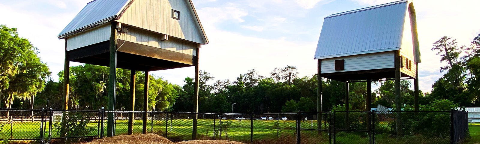 View of back of UF bat houses