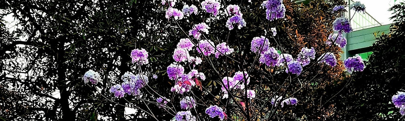 A flowering tree, in a Park