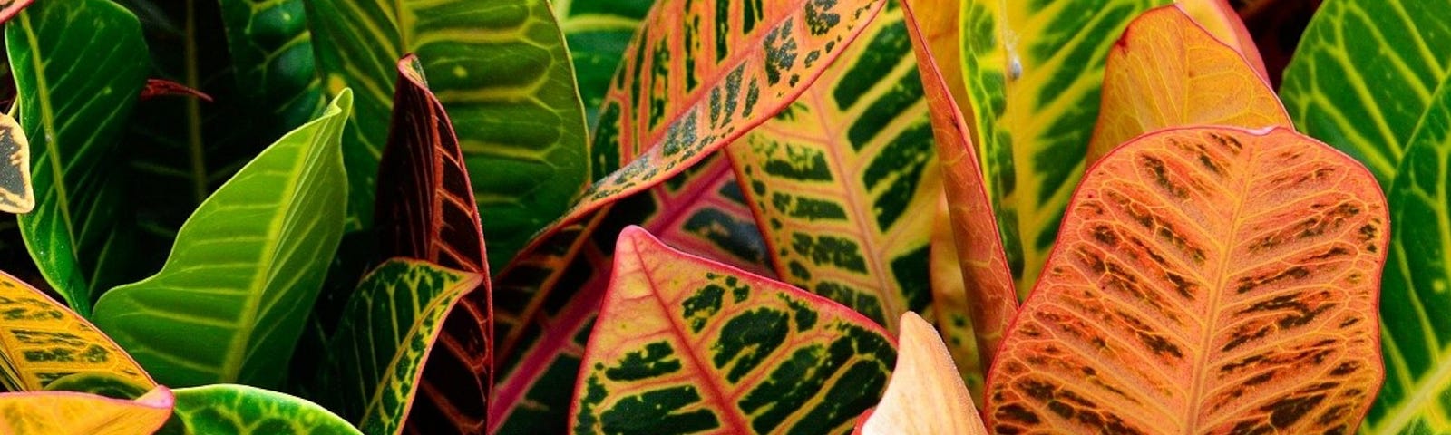 Color photo of a Croton plant;with large green and orange leaves.
