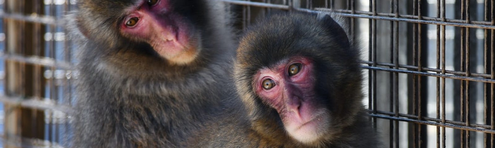 A picture of two monkeys one facing you and one looking at the other. The is to represent the real self and the false self.