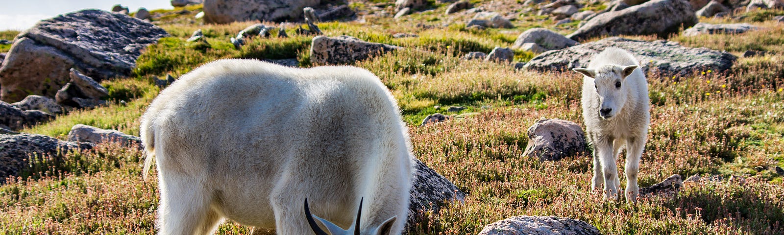 Mountain Goat adult and juvenile on Mount Evans in Colorado.