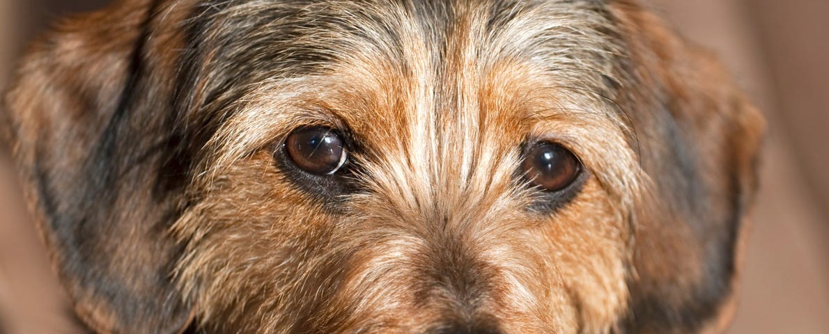 A Yorkie Beagle mixed blood puppy stares at the camera with soulful brown eyes