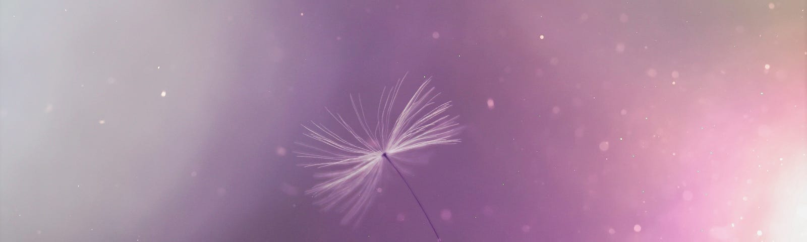 Dandelion seed in the wind