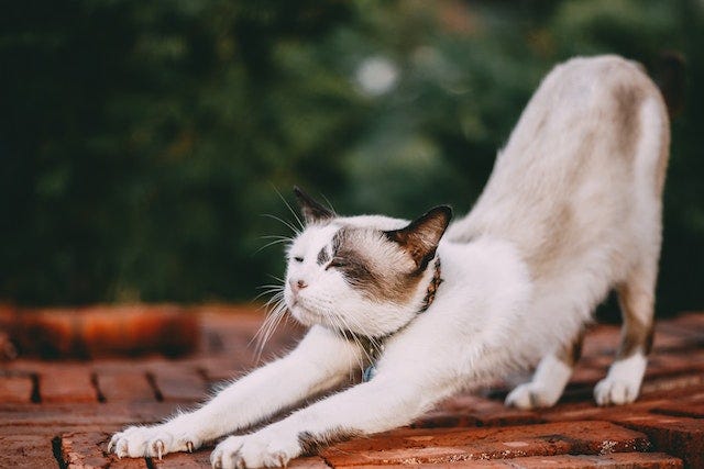 White Siamese cat doing a big stretch.