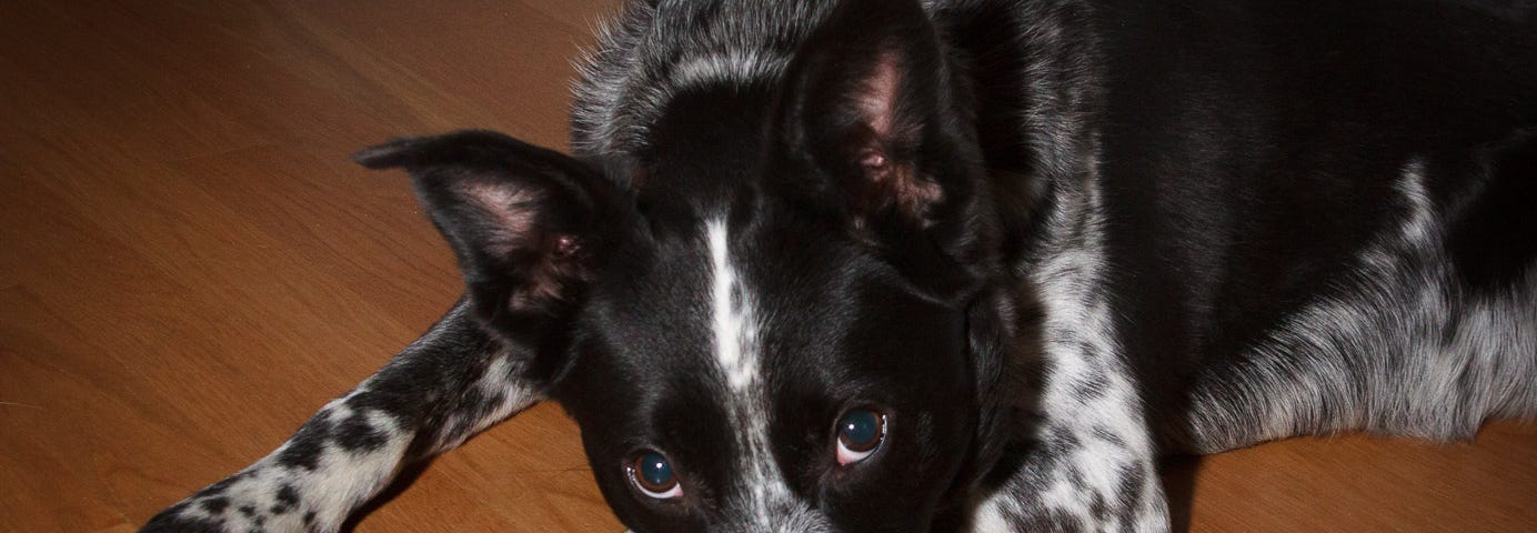 A dog lying on the floor coyly looking up at the camera.