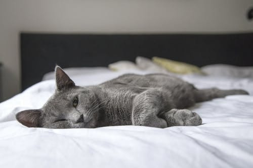 6 Reasons Cats Like to Sleep With You
