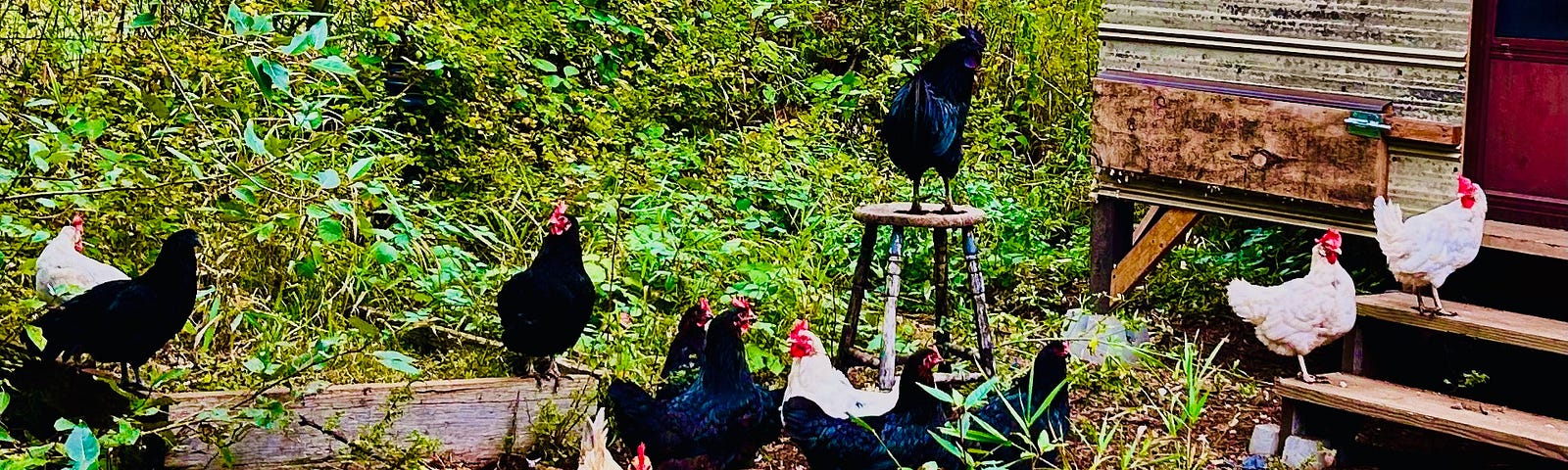 Chickens roam a grassy yard. One of them stands on a stool. A small building is in the corner of the photo.