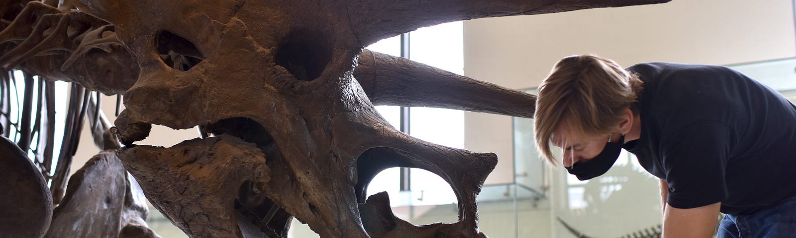 Trenton Duerksen cleans a Triceratops horridus dinosaur on display at the American Museum of Natural History in New York, September 1, 2020. Anthony Behar/Sipa USA/Reuters