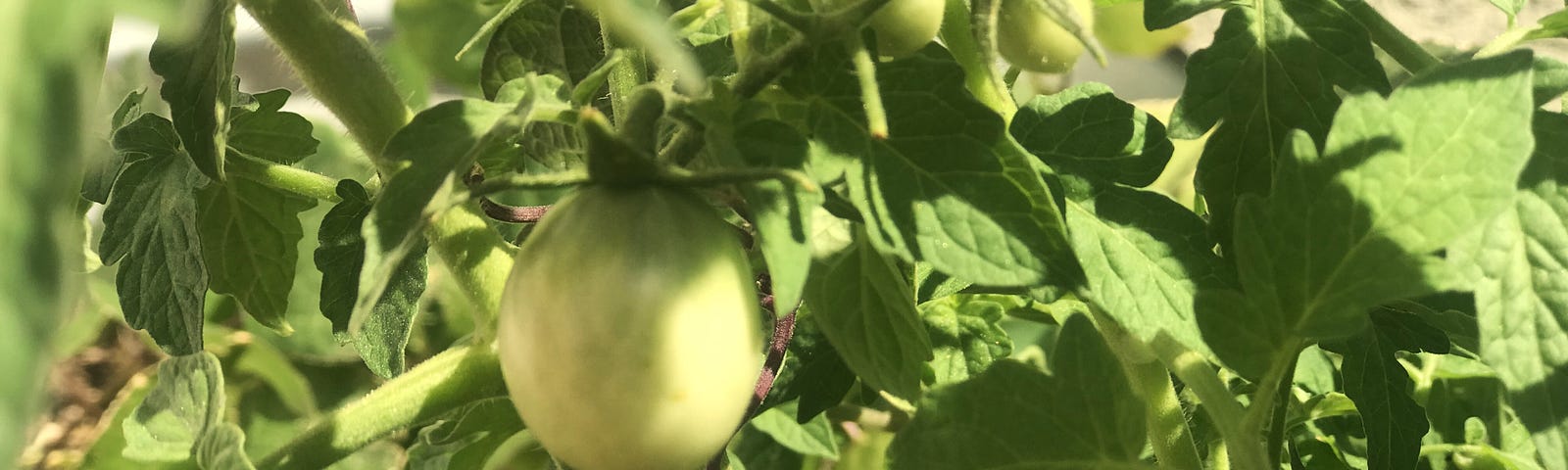 Close-up shot of green tomatoes on the vine, one prominent in the foreground and multiple in the background.