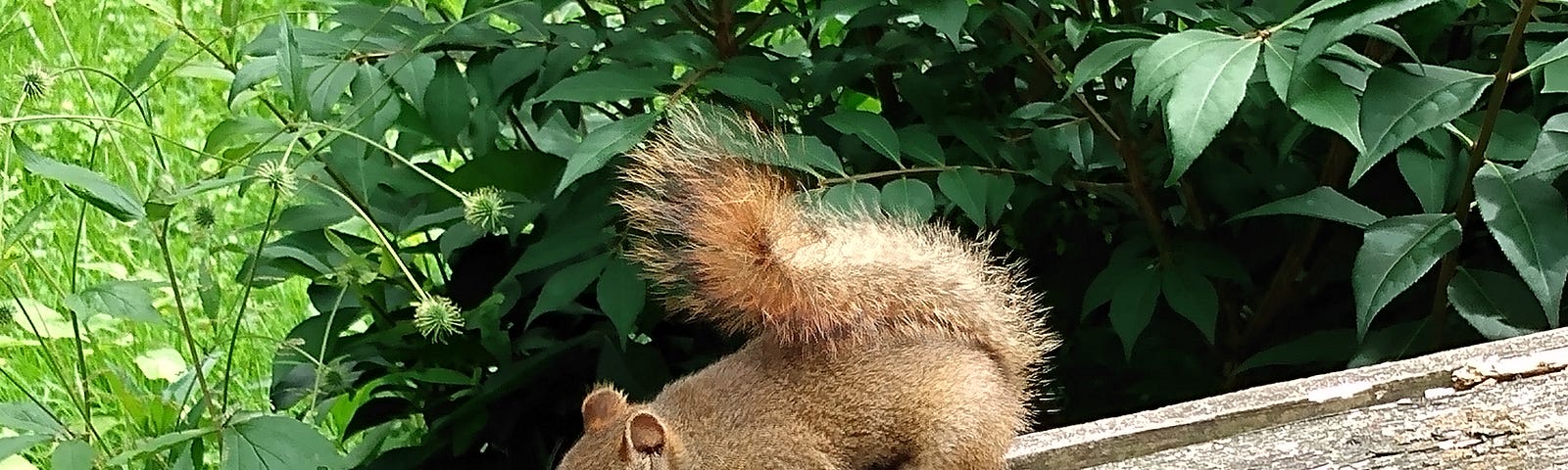 A squirrel eating seeds on a wooden railing.