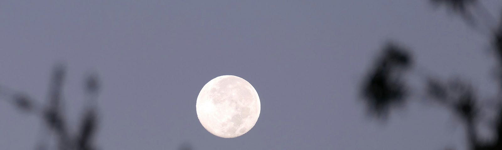A full moon seen through the branches of a tree