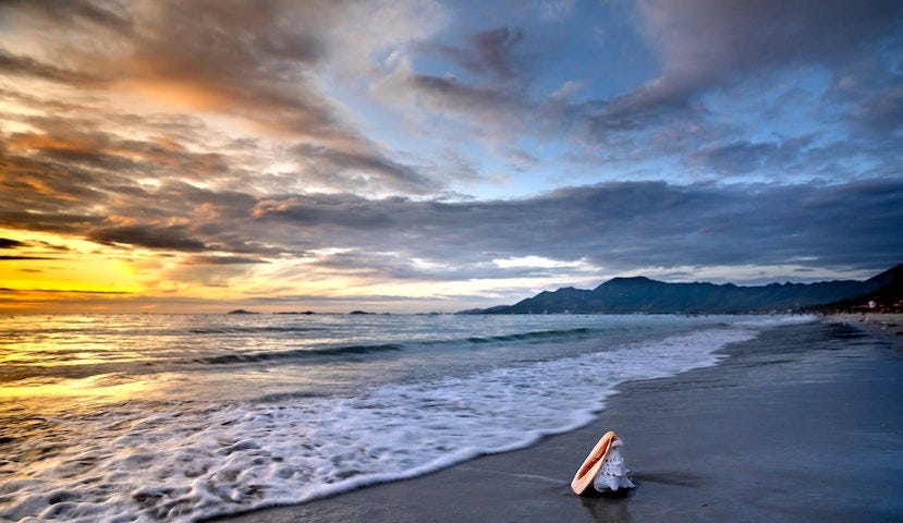 Photo by Quang Nguyen Vinh: https://www.pexels.com/photo/shell-on-sea-beach-6872201/