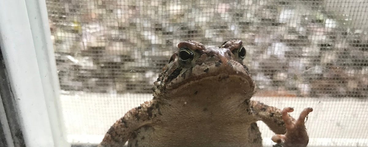 A toad peeking through a hole in the screen and saying hello through the basement window.