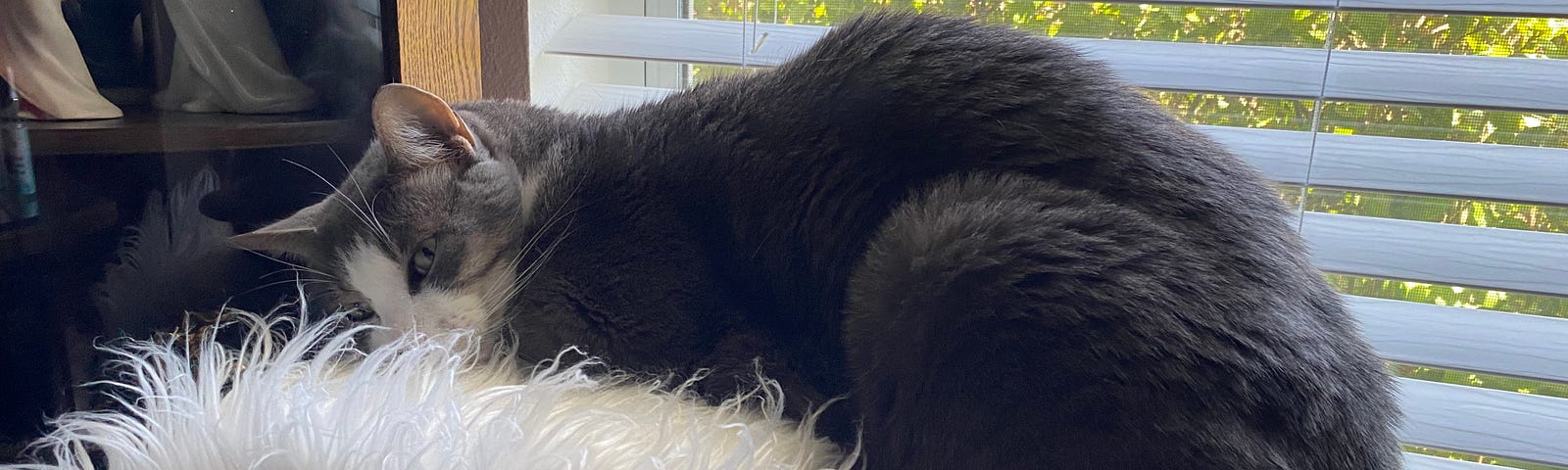 Cat sleeping by the window