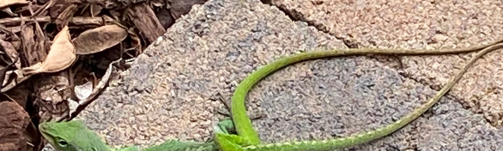 Two green gecko’s making love