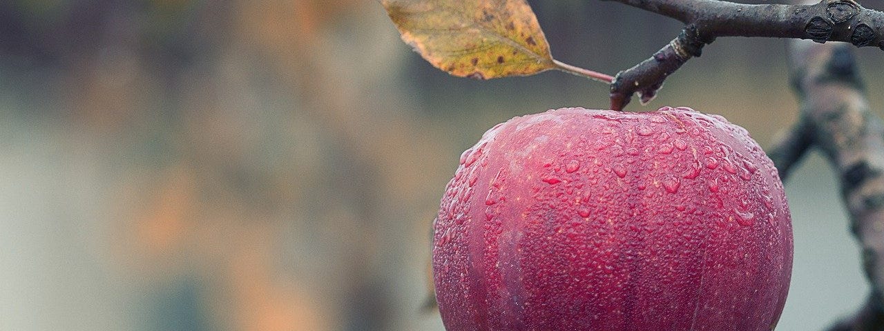 A red apple hanging on a branch, covered in dew drops.