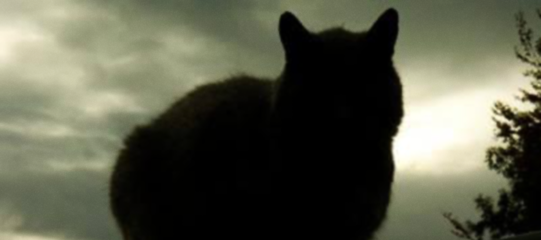 The silhouette of a cat, against a dusk sky.