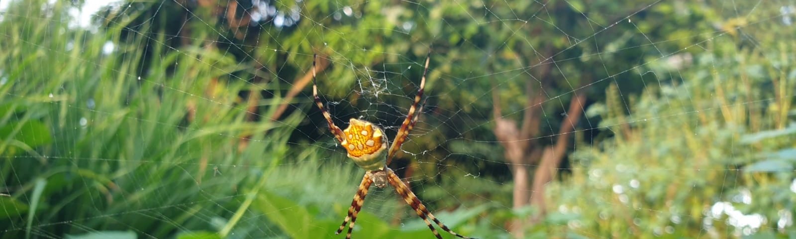 a spider’s web with a large golden brown spider inside