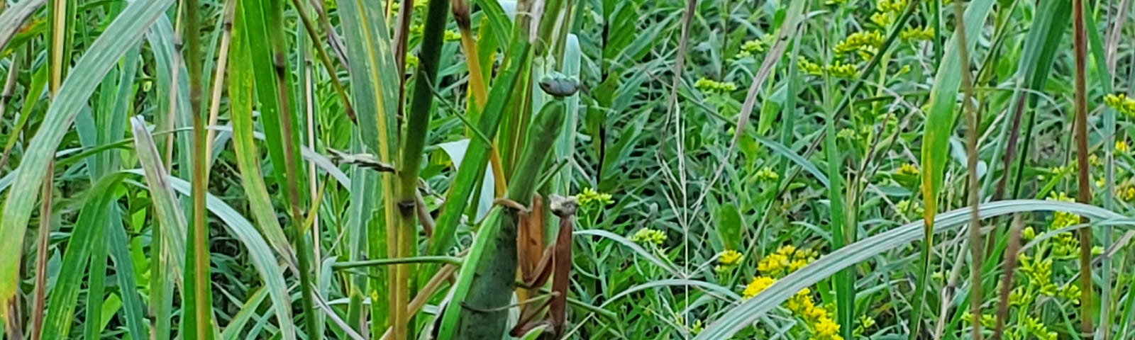 A male praying mantis on the back of a large, green, female mantis