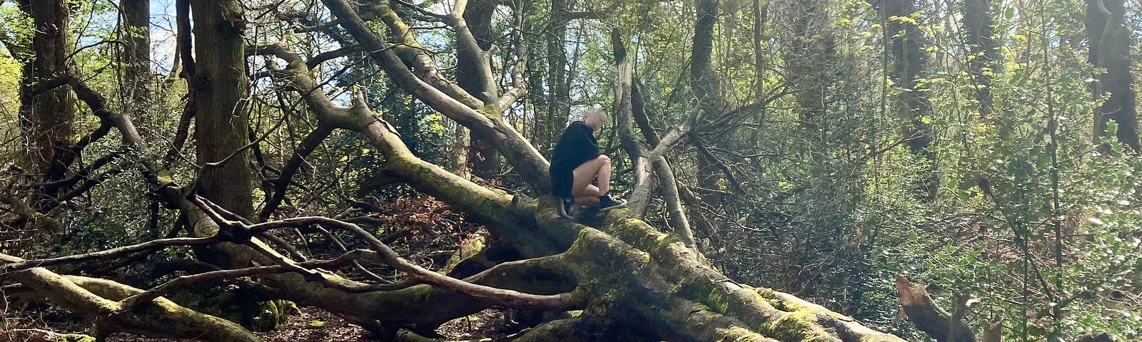 Our little girl climbs a huge, fallen tree in the woodland