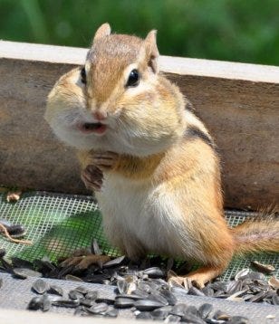 A chipmunk, its cheeks bulging with hoarded food, stands in front of seeds on a feeding tray.