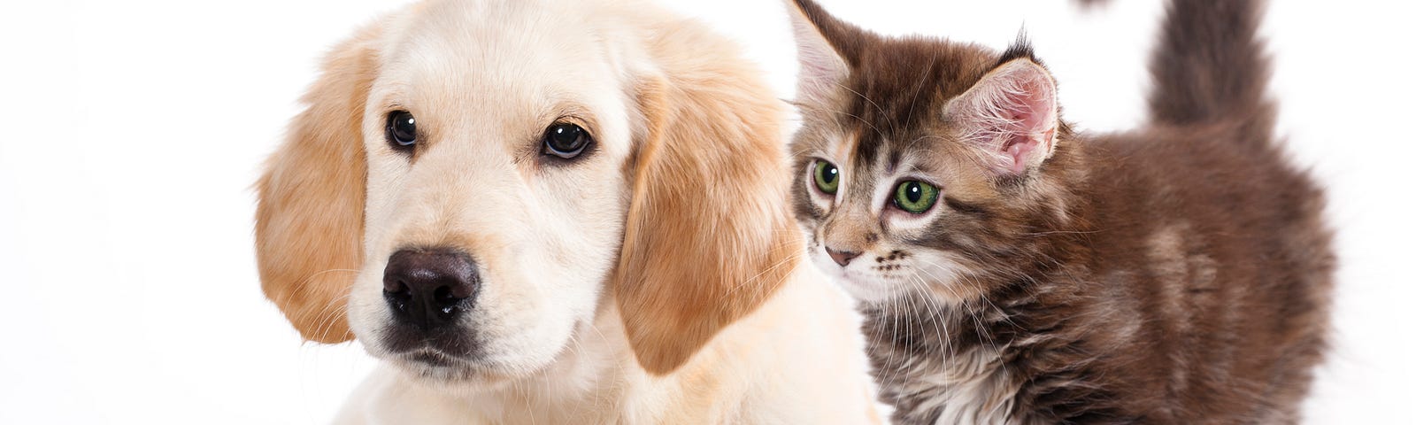 A puppy with droopy ears sitting next to a feisty-looking kitten.