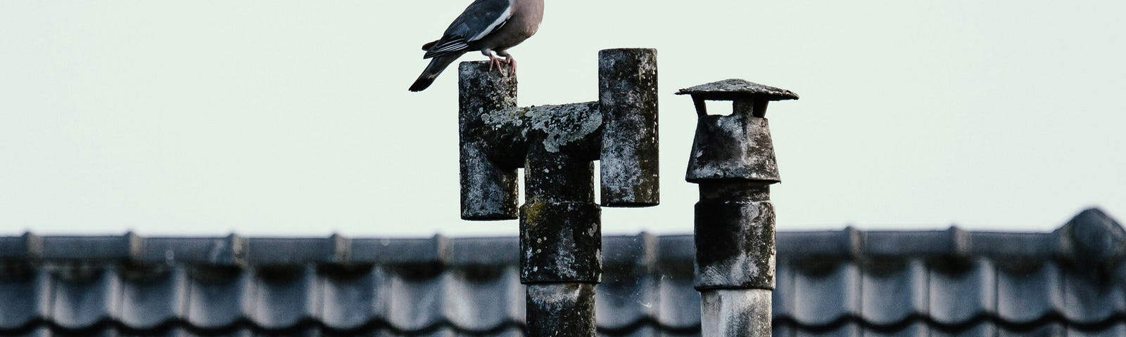 A pigeon sits atop a pole in front of a grey roof