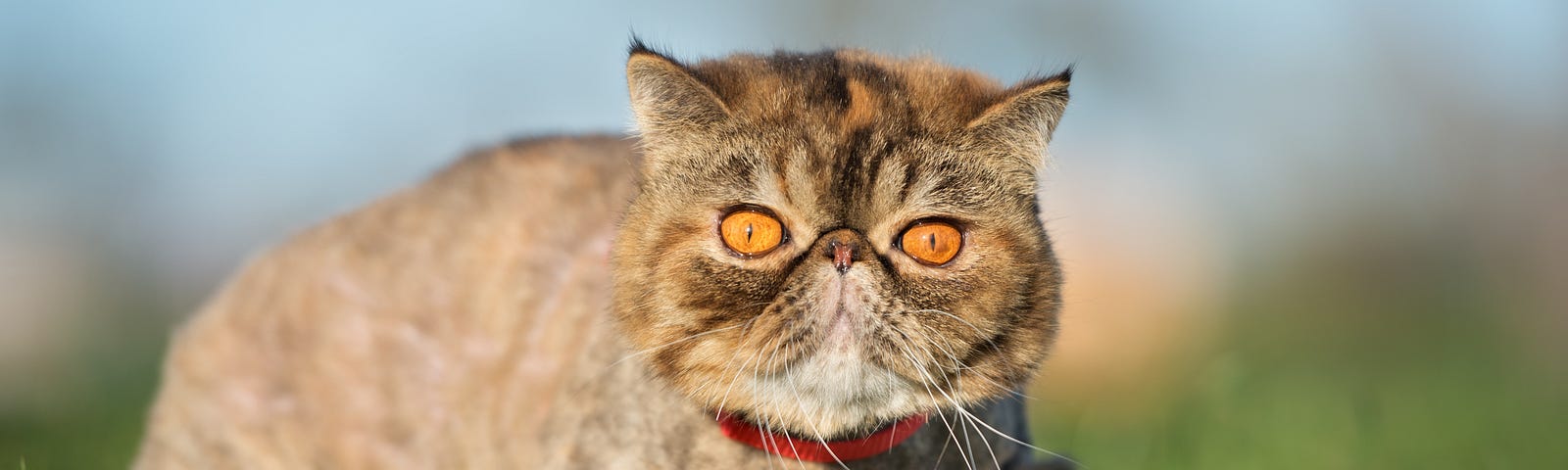 A orange cat sitting in the sun with his eyes wide open