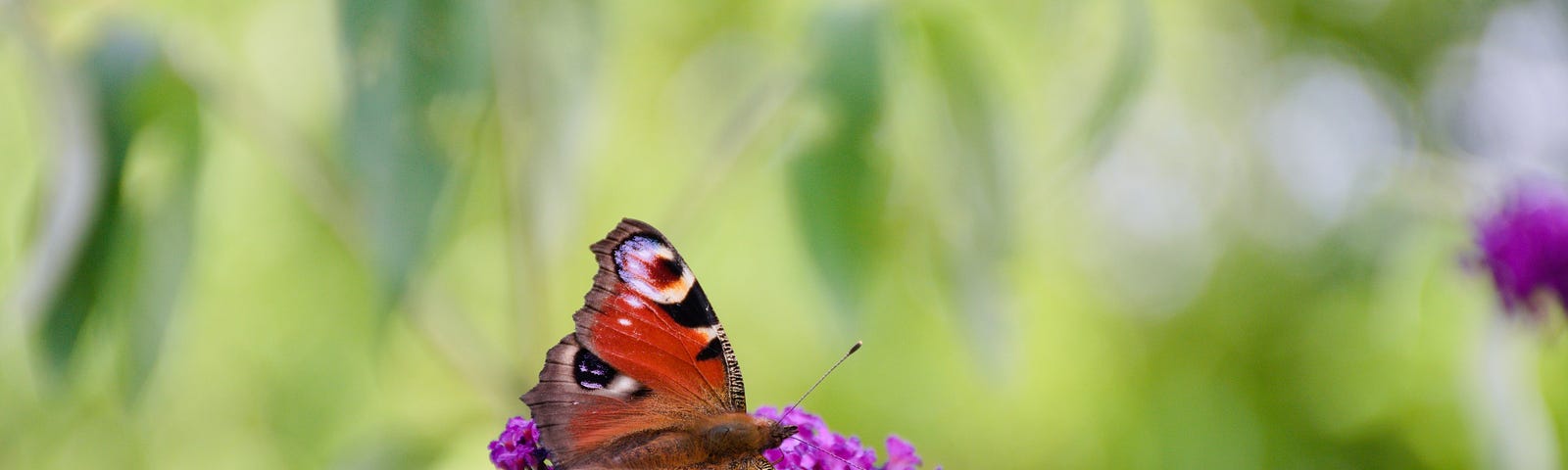 A peacock butterfly feeding on a purple buddleia flower against a background of muted green leaves