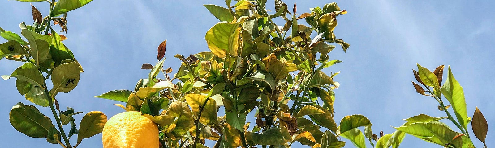Photo of Lemon Tree, by Santiago Manuel De la Colina (Pexels): https://rb.gy/4zqi68