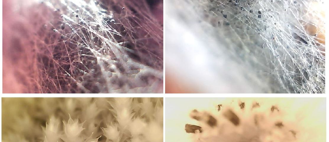 Top Panel: Common Mold forming hyphae network. Bottom Panel: Ground Moss Bryophyte (left) colony and close up (right).