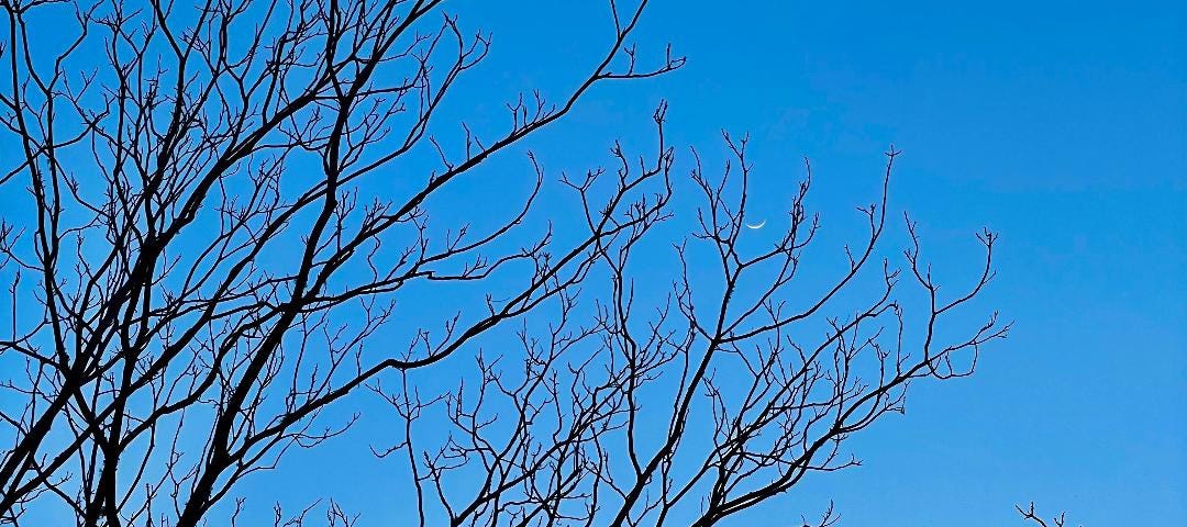 Photo of the bare branches of a hickory tree against a bright blue sky.