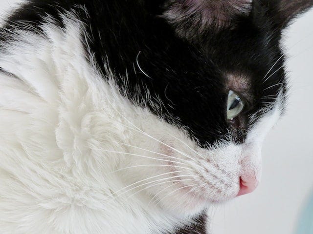 Black and white kitty’s face from the side