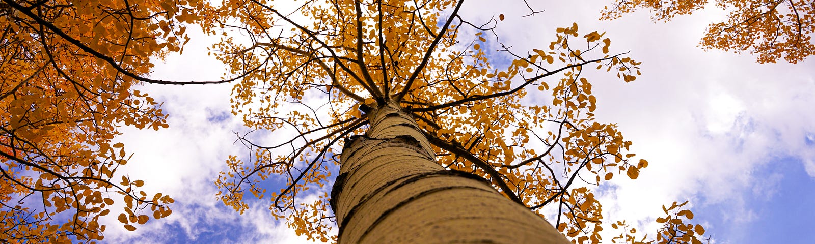 White aspen with golden leaves against a cloudy, blue sky.