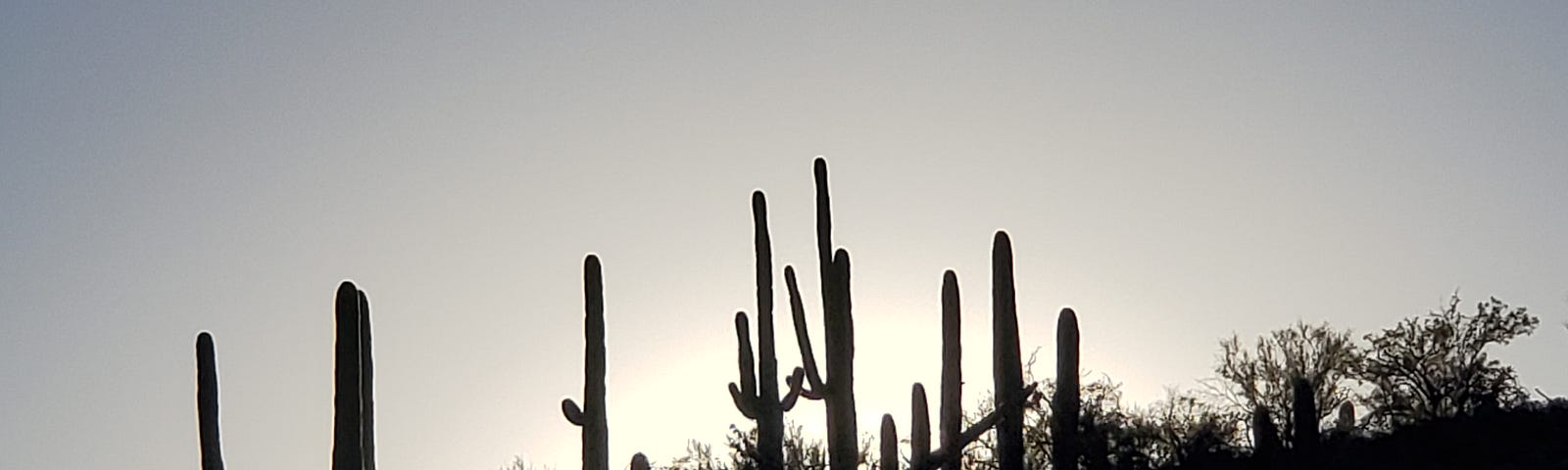 Tall saguaro cacti silhouetted against the sunset.