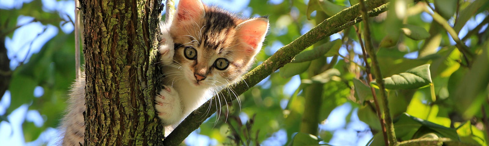 Kitten in a tree