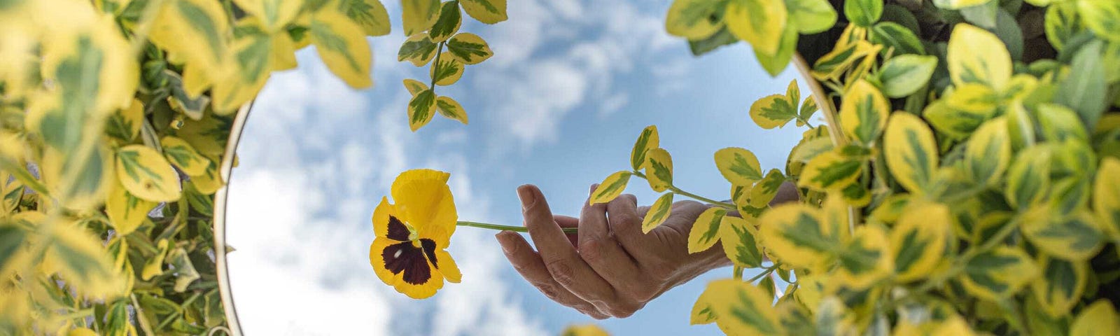 A mirror nestled in a leafy bush, showing the reflection of a hand holding a flower against a slightly cloudy sky.