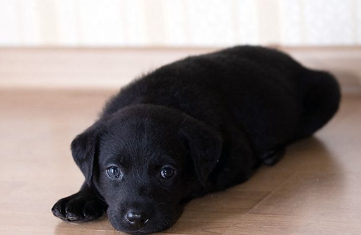 A small, short-haired black lab puppy lies on the floor with its head on its paws.