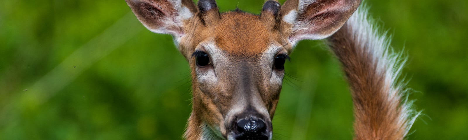 A young White-tailed Deer buck.