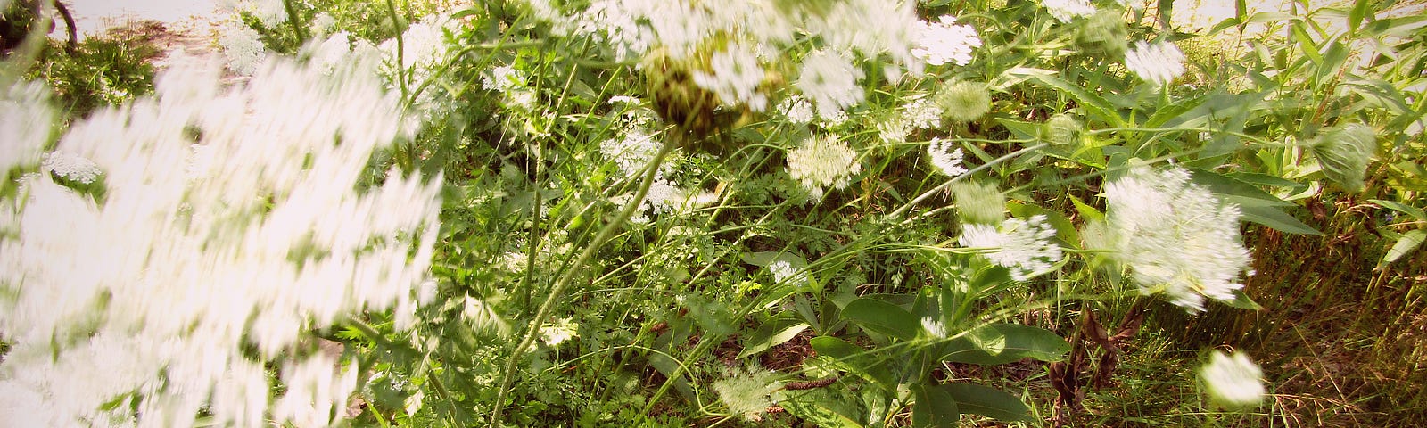 A blurry, color photograph of Queen Anne’s lace stalks as they move in the breeze. The photo is light and airy, with multiple plants.